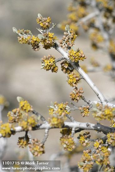 Shepherdia argentea