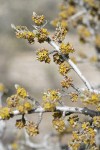 Silver Buffaloberry blossoms, twigs, & emerging foliage