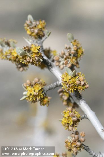 Shepherdia argentea