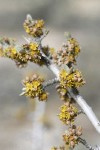 Silver Buffaloberry blossoms & emerging foliage detail