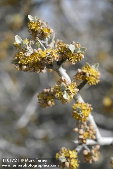 Shepherdia argentea