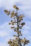 Silver Buffaloberry blossoms, twig, emerging foliage against sky