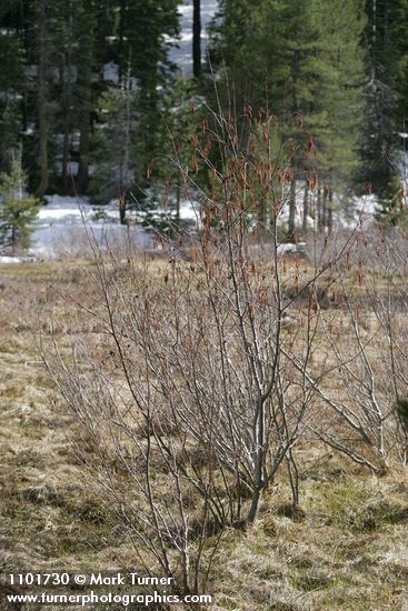 Alnus incana ssp. tenuifolia