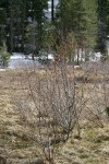 Thinleaf Alder in moist meadow, early spring