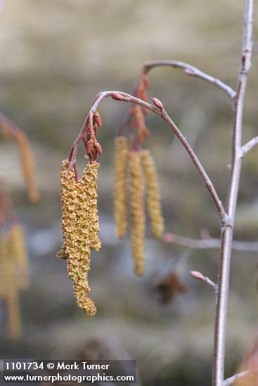 Alnus incana ssp. tenuifolia