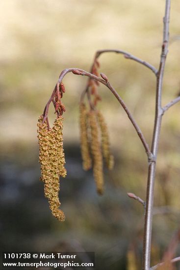 Alnus incana ssp. tenuifolia