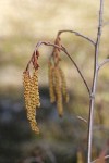 Thinleaf Alder male catkins & female blossoms