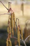 Thinleaf Alder male catkins & female blossoms detail