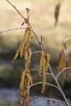 Thinleaf Alder male catkins & female blossoms