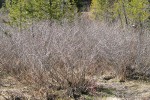 Thinleaf Alder thicket in wet meadow, early spring