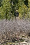 Thinleaf Alder thicket in wet meadow, early spring