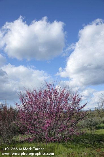 Cercis orbiculata