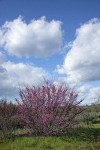 California Redbud