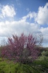 California Redbud