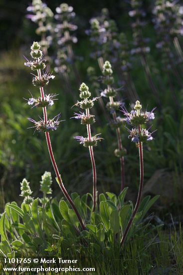 Salvia sonomensis