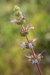 Creeping Sage blossoms