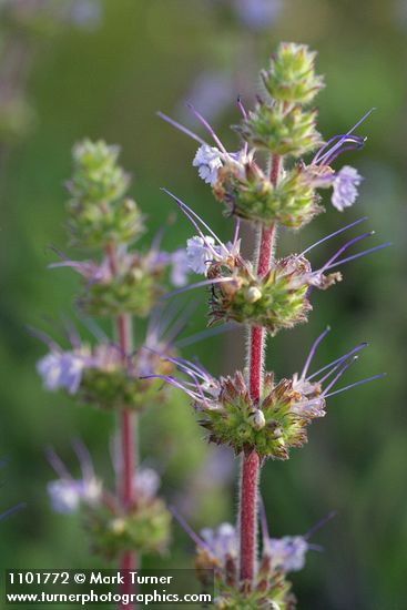 Salvia sonomensis