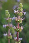 Creeping Sage blossoms