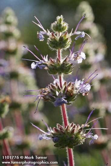 Salvia sonomensis