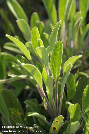 Salvia sonomensis