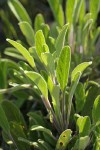 Creeping Sage foliage