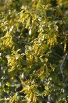 Canyon Live Oak new foliage & blossoms