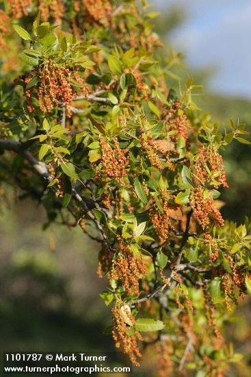 Quercus chrysolepis