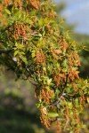 Canyon Live Oak new foliage & blossoms