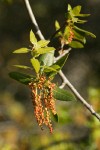 Canyon Live Oak new foliage & blossoms