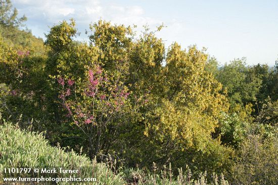Rhus trilobata; Salvia sonomensis; Quercus chrysolepis; Cercis orbiculata