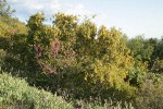 Skunkbush Sumac, Creeping Sage, Canyon Live Oak, California Redbud