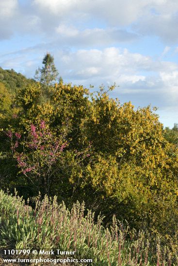 Rhus trilobata; Salvia sonomensis; Quercus chrysolepis; Cercis orbiculata