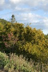 Skunkbush Sumac, Creeping Sage, Canyon Live Oak, California Redbud