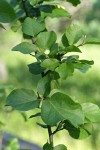 California Snowdrop Bush foliage & buds