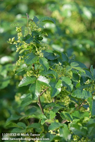Toxicodendron diversilobum