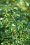 Poison-oak blossoms & foliage