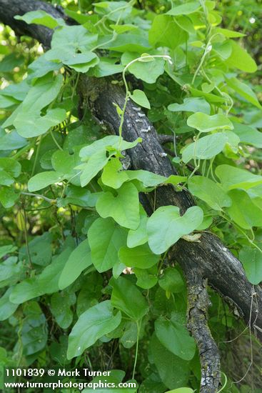 Aristolochia californica