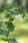 California Snowdrop Bush blossoms & foliage