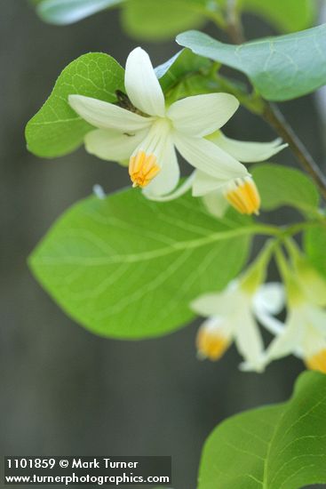 Styrax redivivus