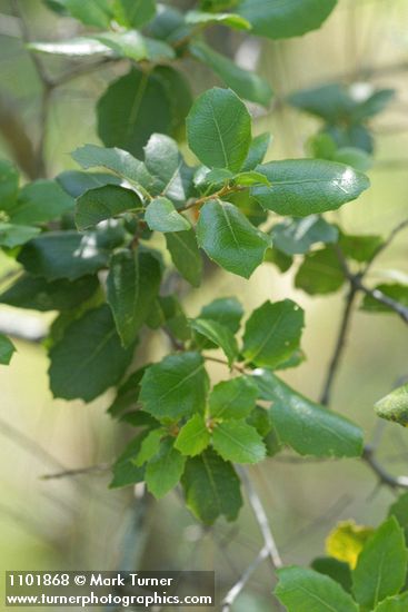 Rhamnus ilicifolia