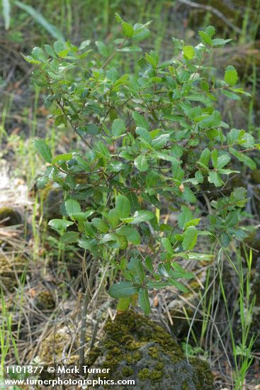 Rhamnus ilicifolia