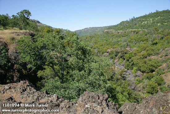 Quercus douglasii