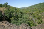 Blue Oak at edge of Big Chico Creek Canyon