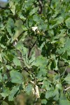 Blue Oak foliage