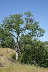 Blue Oak