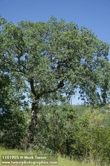 Quercus douglasii