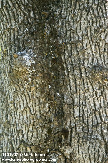 Quercus douglasii