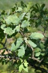 Blue Oak foliage