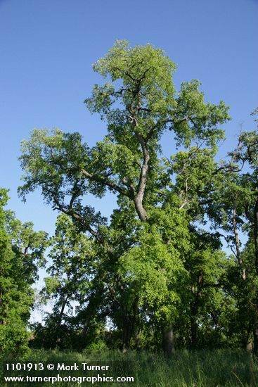 Quercus lobata