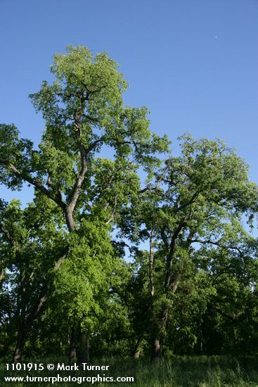 Quercus lobata